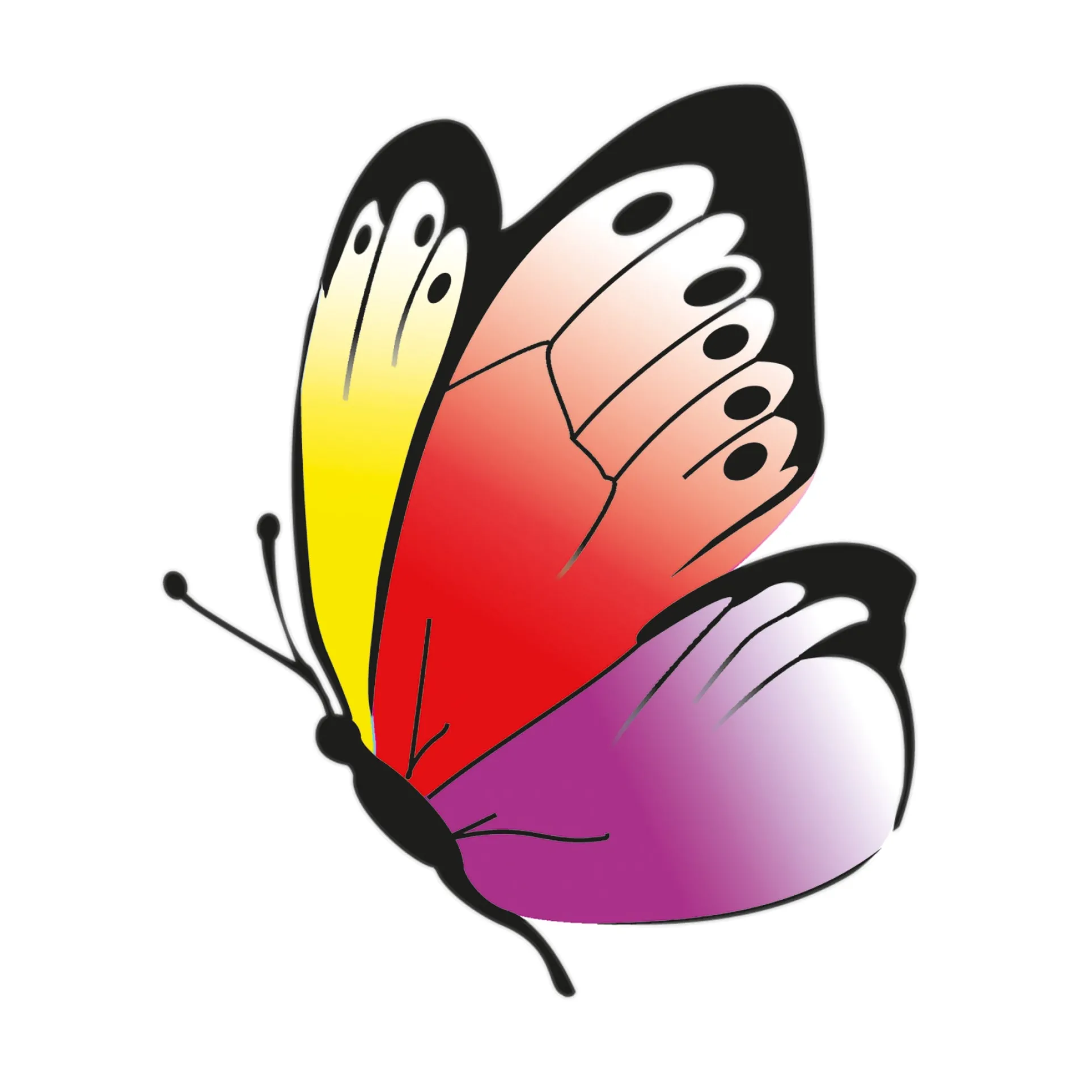 Beleduc Betty Fly Interactive Color Recognition Game