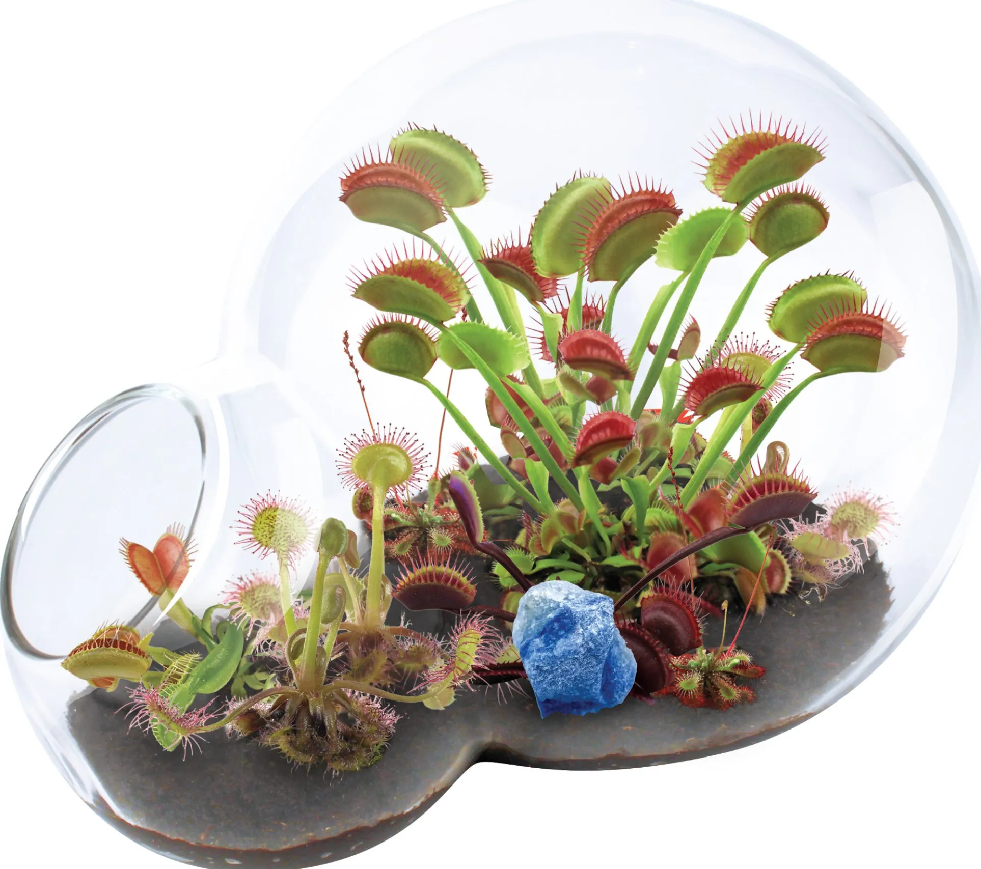 Carnivorous Growarium Deluxe Terrarium Kit for Carnivorous Plants