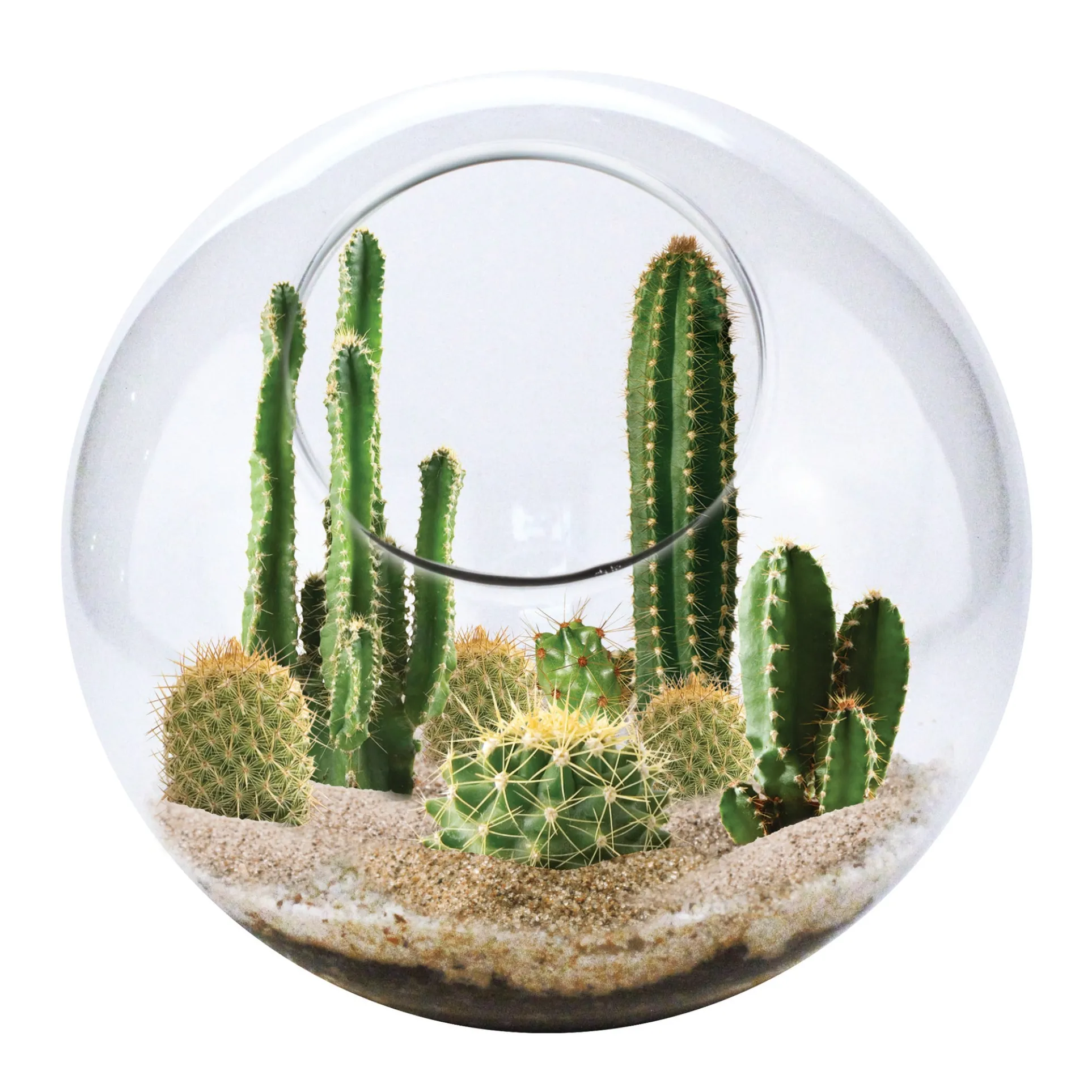EcoSphere - Mini Desertscape - Vibrant Glass Terrarium Kit