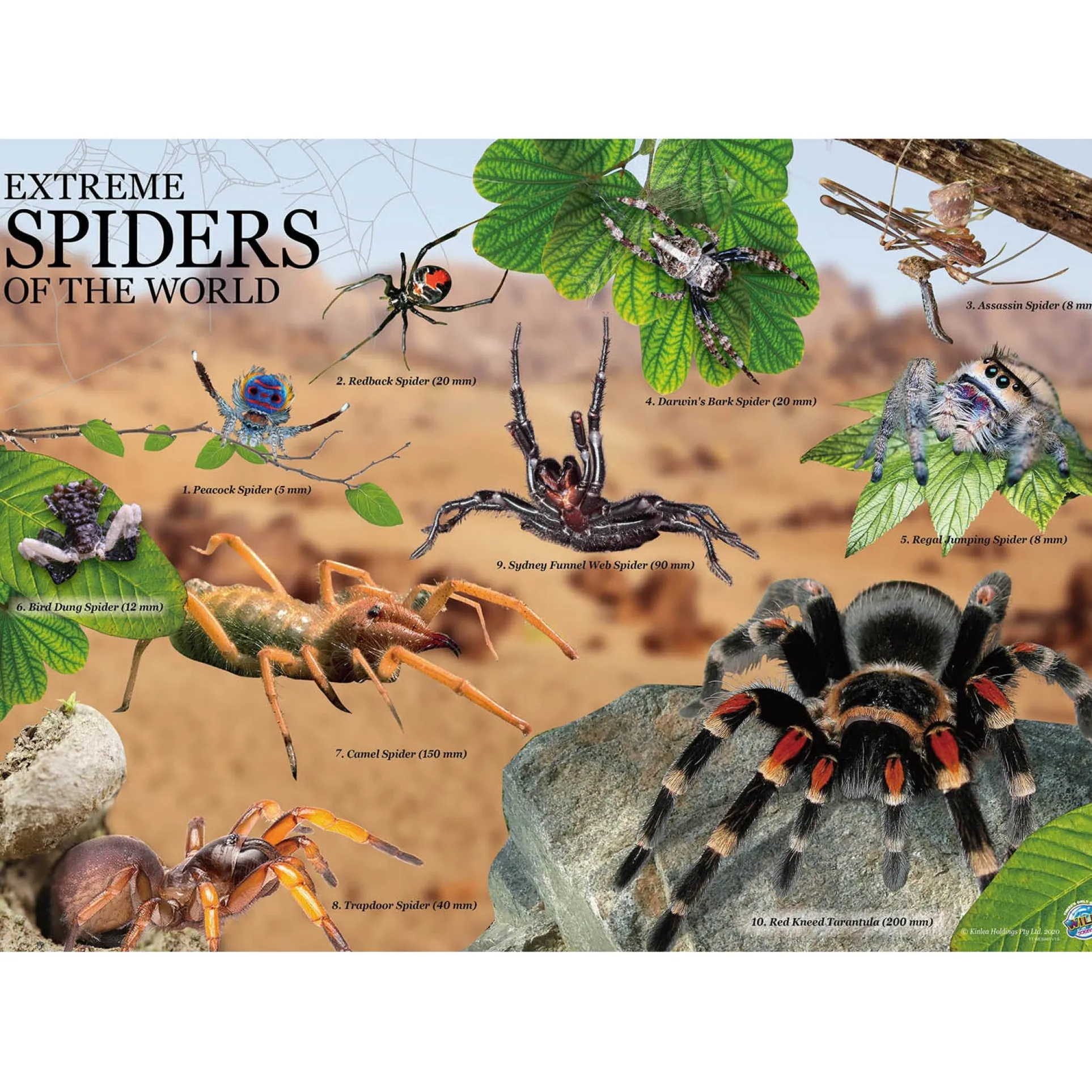 Wild Environmental Science Extreme Spiders Kit - Educational Spider Model Set